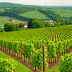 Stony Vineyard, Finger Lakes, New York, USA