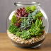 Succulent Source DIY Terrarium Kit