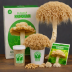 Shroomboom Lion's Mane Mushroom Grow Kit