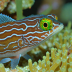 Tailspot Blenny (Ecsenius stigmatura)