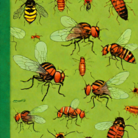 The Genetics of Drosophila