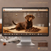 The Chocolate Lab