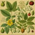The Botanical Illustrations of Walter Hood Fitch
