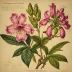 The Rhododendron Species Plates from Kew