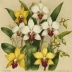 The Orchids of Southeast Asia