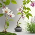 The Japanese Garden Flora