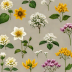 The Kew Royal Botanic Gardens Digital Collection