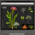 The Kew Herbarium Specimen Photography