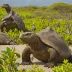 The Galapagos Islands  Wildlife Paradise