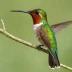 Tumbes Hummingbird
