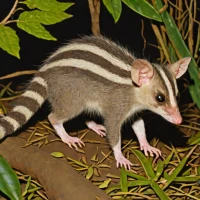 Three-striped Short-tailed Opossum