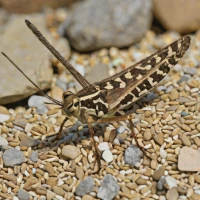 Trimerotropis saxatilis
