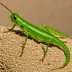 Trilophidia annulata