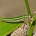 Two-striped Mermiria (Mermiria bivittata)
