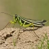 Three-banded Range Grasshopper (Hadrotettix trifasciatus)
