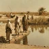 The Marsh Arabs