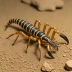 Tityus trivittatus
