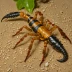 Tityus discrepans