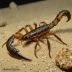 Tityus quisqueyanus
