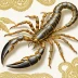 Timogenes elegans