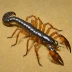 Tityopsis inornata