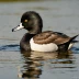 Tufted Duck
