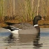 Taiga Bean Goose