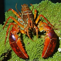 Taiwan lobsterette (Metanephrops taiwanicus)