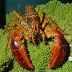 Taiwan lobsterette (Metanephrops taiwanicus)