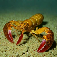 Thymopides grobovi