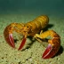 Thymopides grobovi