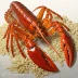 Tristan rock lobster (Jasus tristani)