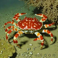 Three-spot Swimming Crab