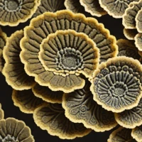 Turkey Tail