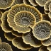 Turkey Tail