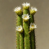 Trichocereus bridgesii (Bolivian Torch)