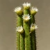 Trichocereus bridgesii (Bolivian Torch)
