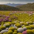 Tasmanian Alpine Tundra