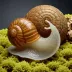 Toothless Column Snail (Columella edentula)