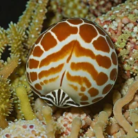 Tiger Cowrie (Cypraea tigris)