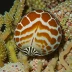 Tiger Cowrie (Cypraea tigris)