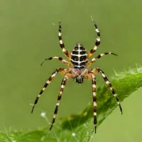 Trash-line Orbweaver (Cyclosa conica)