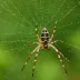 Tent Cobweb Spider (Theridiosoma gemmosum)