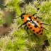 Tomentose Burying Beetle