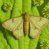 Tobacco budworm moth