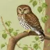 Tucuman Pygmy-Owl