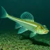 Threadfin Dragonfish