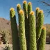 Totem Pole Cactus (Lophocereus schottii monstrose)