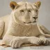 The White Lioness