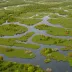 Tinicum Marsh